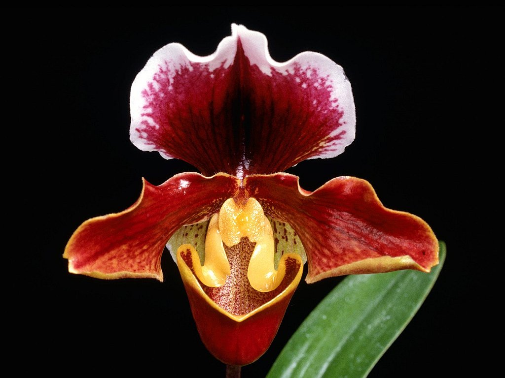 Paphiopedilum, Japan